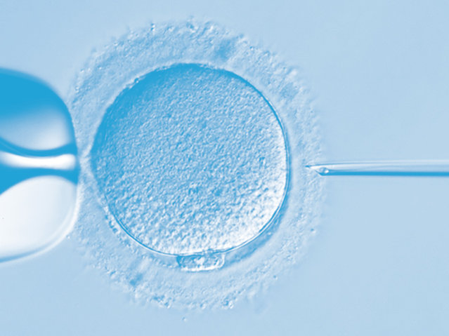 Artificial insemination of an egg cell