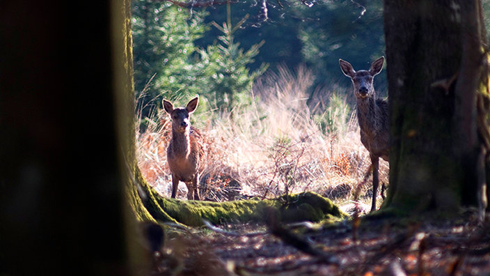 Game in the Forest